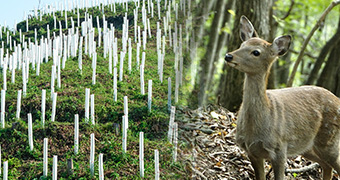 シカなどの野生生物による食害から樹木を守る
