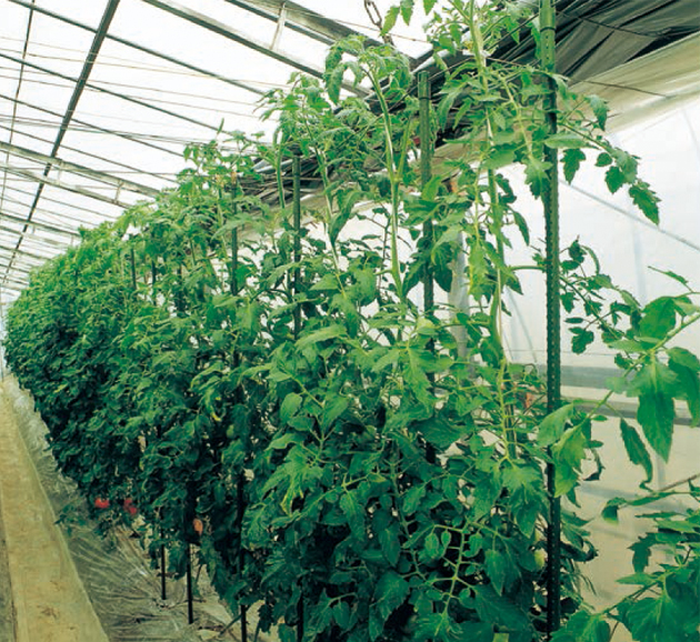 ハウストマト栽培例