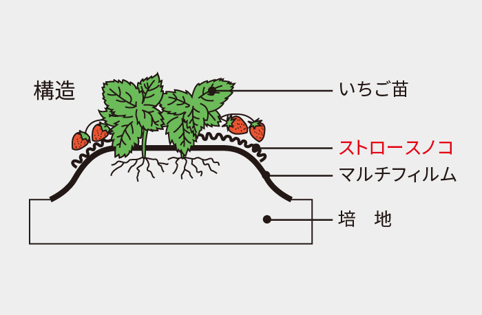 ストロースノコ